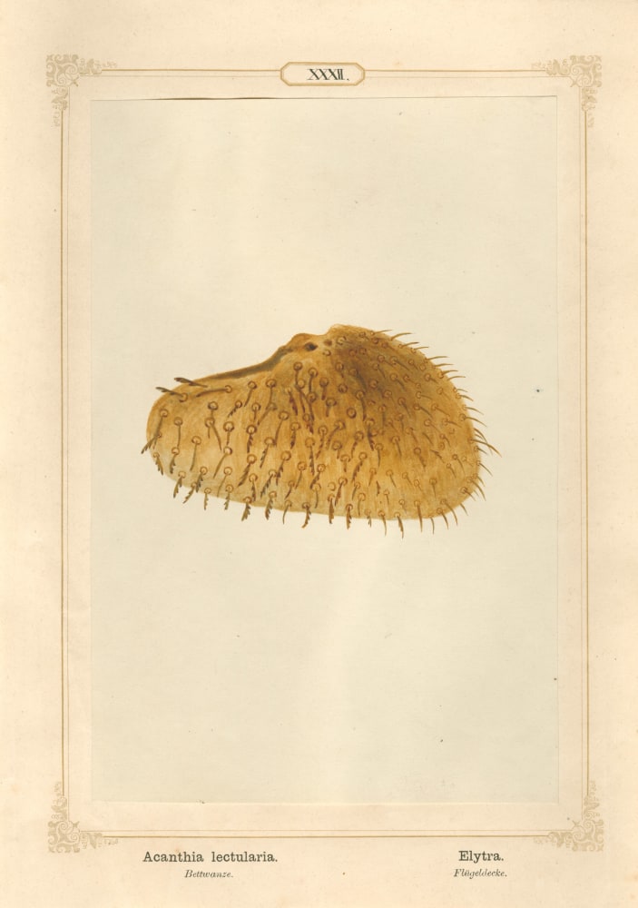 Ernst HEEGER (Austrian, 1783-1866) &quot;Acanthia lectularia. Elytra.&quot; Cimex lectularis. (Wing cover of bed bug), 1861 Hand colored salt print from a glass negative 20.2 x 13.4 cm mounted on 26.0 x 18.5 cm sheet  Numbered in ink with printed titles in Latin and German on mount