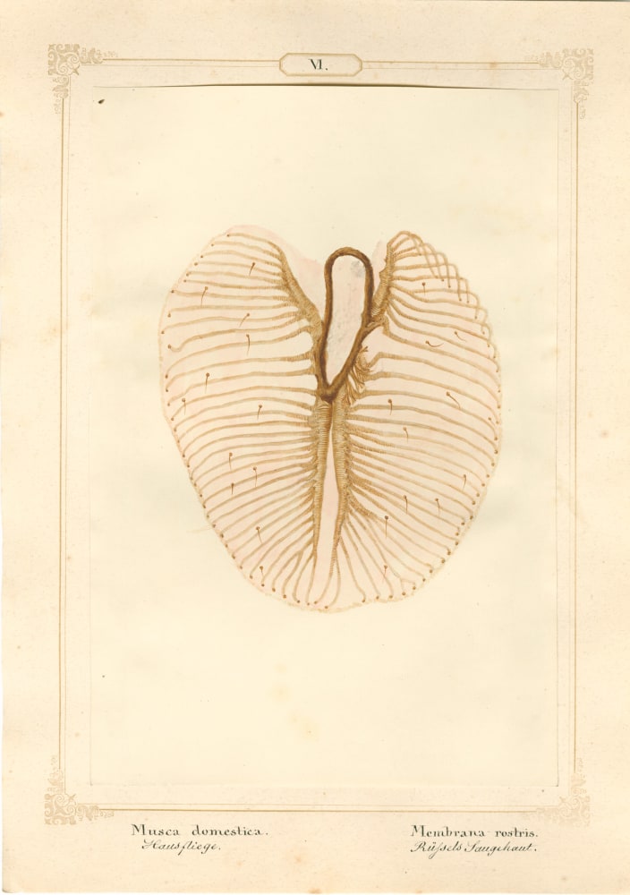 Ernst HEEGER (Austrian, 1783-1866) &quot;Musca domestica. Membrana rostris.&quot; (Membrane of suction lobe of rostrum of house fly), 1860 Hand colored salt print from a glass negative 20.3 x 13.6 cm mounted on 26.0 x 18.5 cm sheet  Numbered and titled in Latin and German in ink on mount