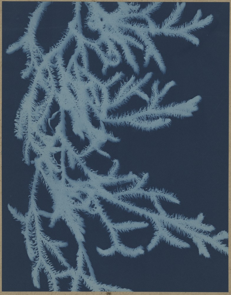 Bertha E. Jaques (American, 1863-1941) &quot;Ground Pine, Northern Michigan&quot;, 1905-1915 Cyanotype photogram 24.2 x 19.0 cm