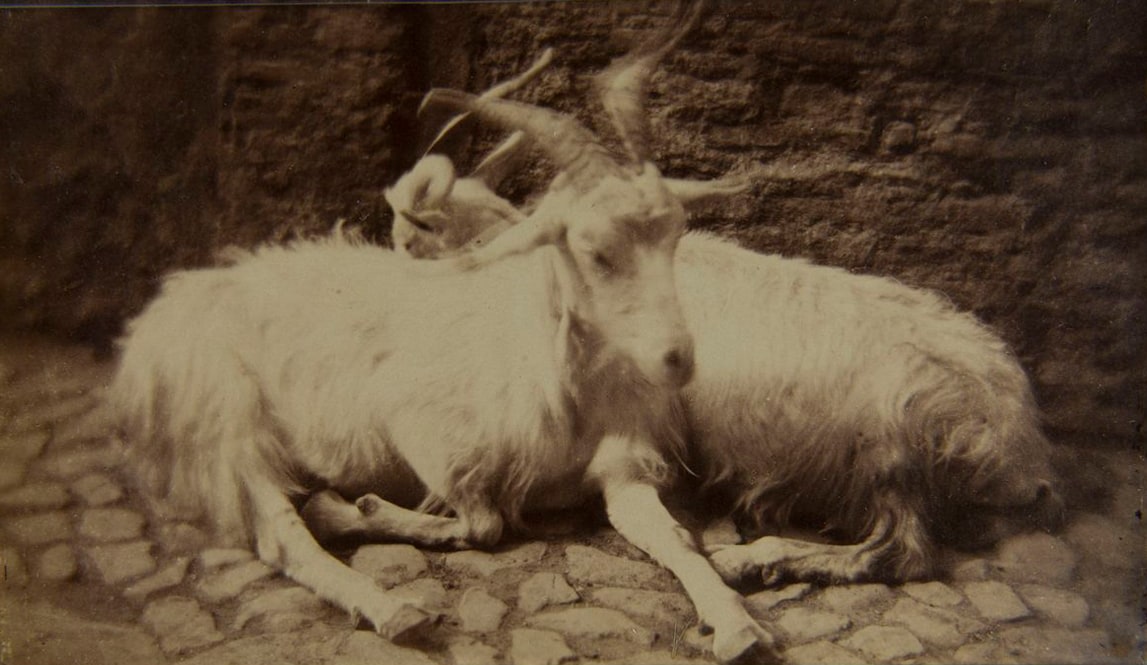 Circle of Giacomo CANEVA (Italian, 1813-1865) Pair of goats in Rome, late 1850s Albumen print from a collodion negative 12.8 x 21.6 cm