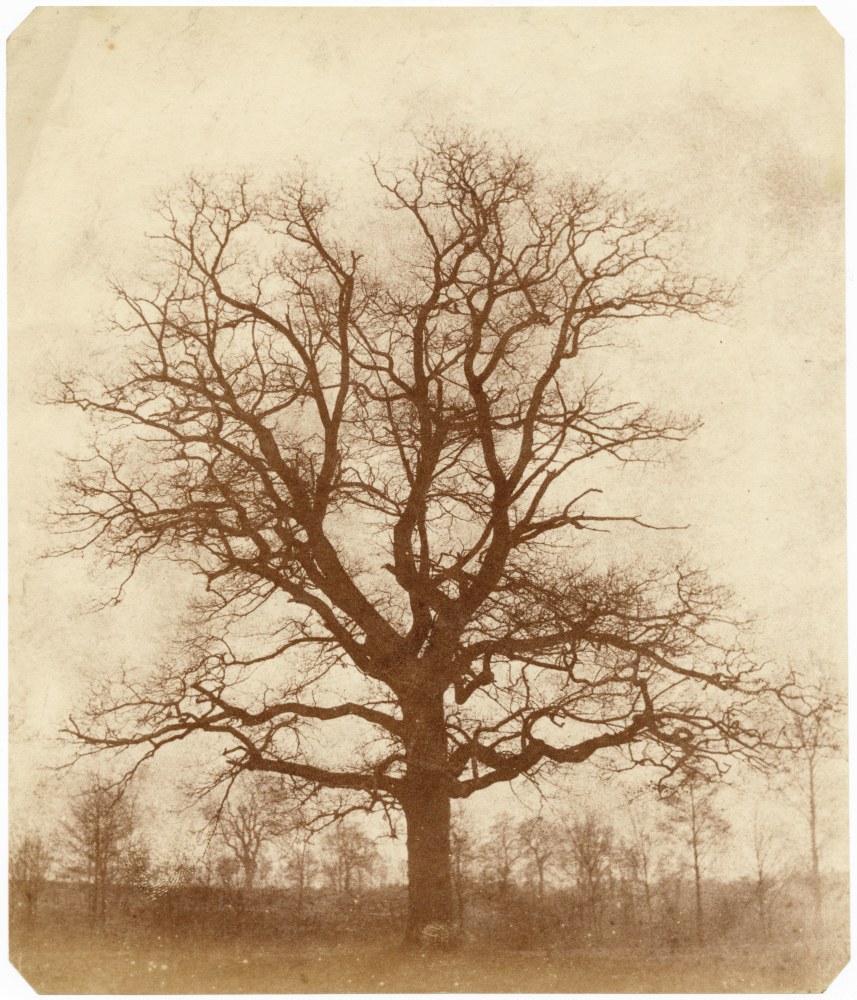 William Henry Fox TALBOT (English, 1800-1877) Oak tree in winter, Lacock Abbey, probably 1842-1843 Salt print from a calotype negative 19.3 x 16.5 cm, corners clipped