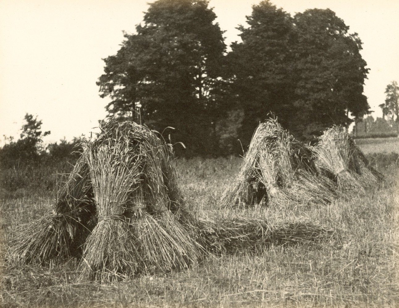 Hugh OWEN (English, 1808-1897) Harvest scene with stooks and trees Albumen print, 1860s-1870s, from a paper negative, before 1855 17.3 x 22.1 cm mounted on 26.0 x 28.3 cm album sheet Numbered &quot;75&quot; in pencil on mount
