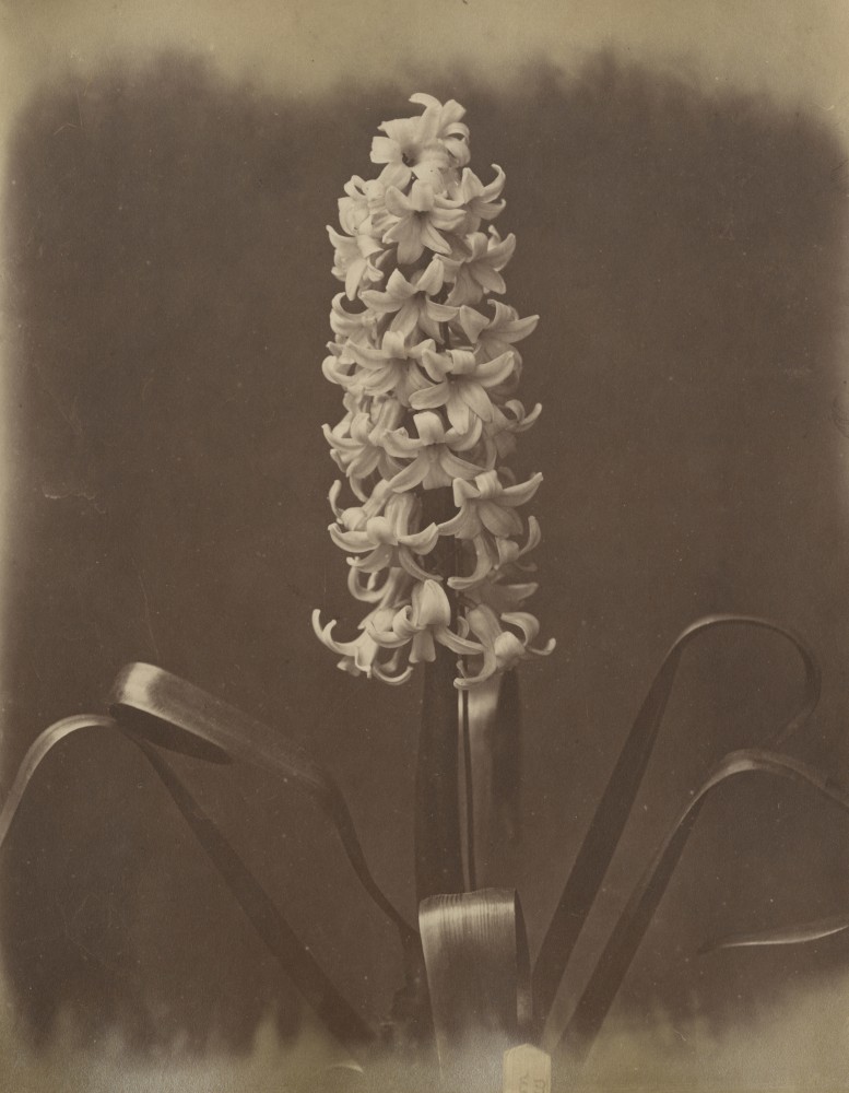 Captain Horatio ROSS (Scottish, 1801-1886) &quot;Mr. Livewrights first prize hyacinth&quot;, 1857 Albumen print from a collodion negative 24.5 x 19.2 cm