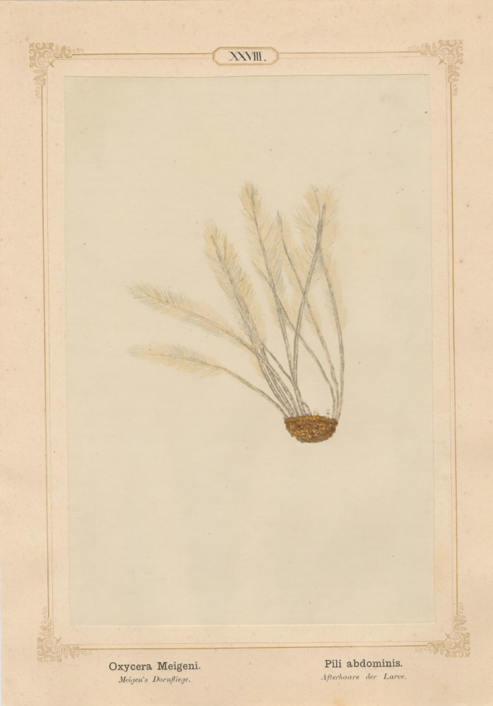 Ernst HEEGER (Austrian, 1783-1866) &quot;Oxycera Meigeni. Pili abdominis.&quot; (Feather-like brush of hairs at posterior end of abdomen of larva of Meigen’s soldier fly), 1861 Hand colored salt print from a glass negative 20.3 x 13.4 cm mounted on 26.0 x 18.5 cm sheet  Numbered in ink with printed titles in Latin and German on mount