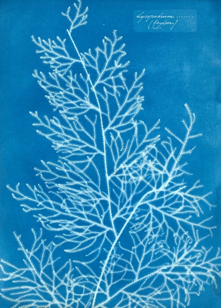 Anna ATKINS (English, 1799-1871) &quot;Lycopodium (Ceylon)&quot;, circa 1851-1854 Cyanotype photogram 35.1 x 25.0 cm