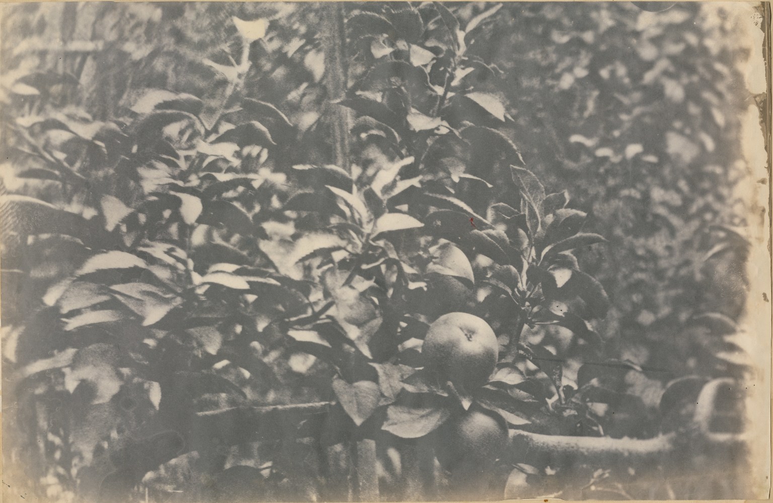 Unidentified photographer attributed to the Circle of Charles Simart Detail of an espaliered apple tree (left), from the album assembled circa 1856-1860 Salt print from an enlarged collodion negative 28.4 x 43.4 cm