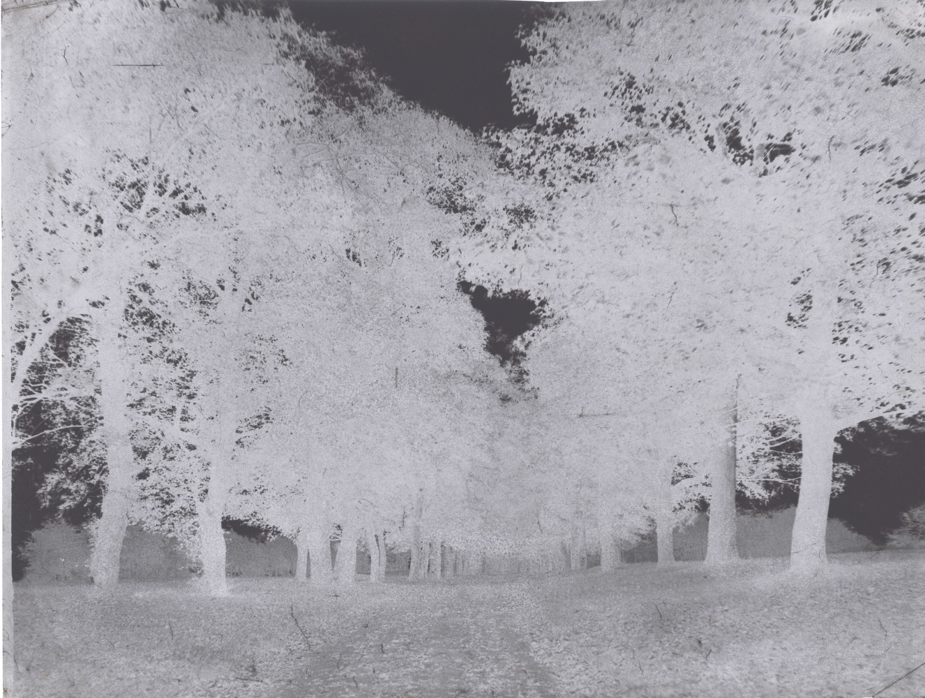 Attributed to Dr. Thomas KEITH (Scottish, 1827-1895) Avenue of trees, Arniston House, 1853-1856 Waxed paper negative 21.4 x 27.5 cm on 21.4 x 27.8 cm paper