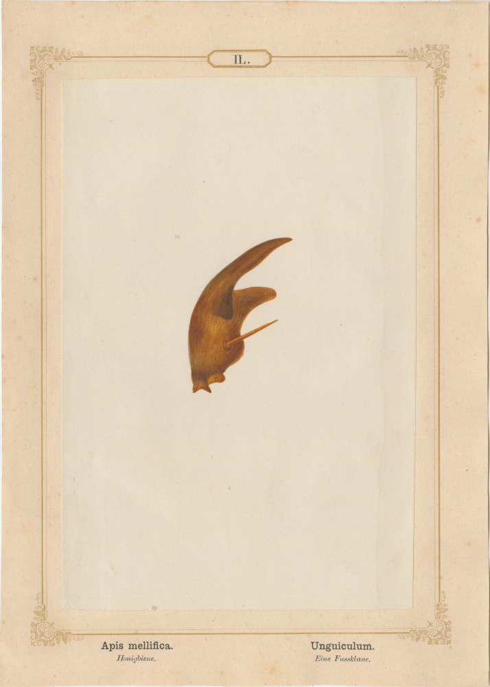 Ernst HEEGER (Austrian, 1783-1866) &quot;Apis mellifica. Unguiculum.&quot; Apis mellifera. (Foot claw of honey bee), 1861 Hand colored salt print from a glass negative 20.2 x 13.4 cm mounted on 26.0 x 18.5 cm sheet  Numbered in ink with printed titles in Latin and German on mount