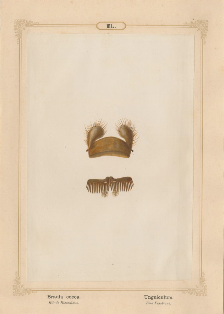Ernst HEEGER (Austrian, 1783-1866) &quot;Braula coeca. Unguiculum.&quot; (Foot claw of bee louse), 1861 Hand colored salt print from a glass negative 20.5 x 13.7 cm mounted on 26.0 x 18.5 cm sheet  Numbered in ink with printed titles in Latin and German on mount
