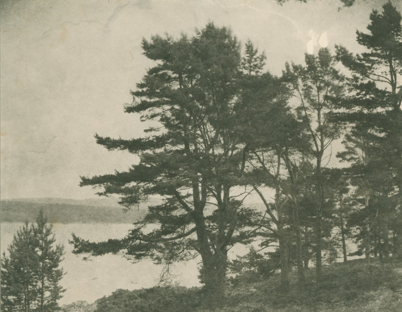 Captain Horatio Ross&amp;nbsp;(Scottish, 1801-1886)
&amp;quot;Fir trees on the banks of Dornochs Firth between Ardgay and Fearn&amp;quot;
Platinum print, printed after 1878
26.4 x 33.1 cm

&amp;nbsp;