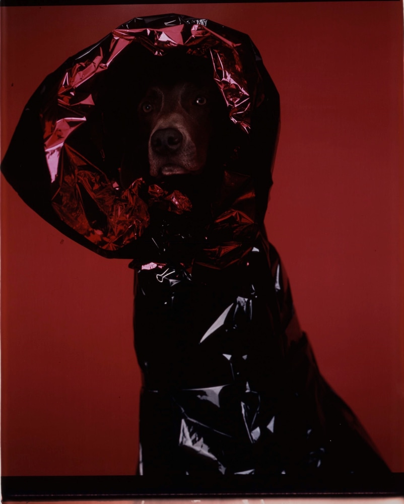 William Wegman
The Hood in Red, 2005
color Polaroid
35 1/2 x 27 3/8 inches (90,2 x 69,5 cm)
SW 07156
Private Collection