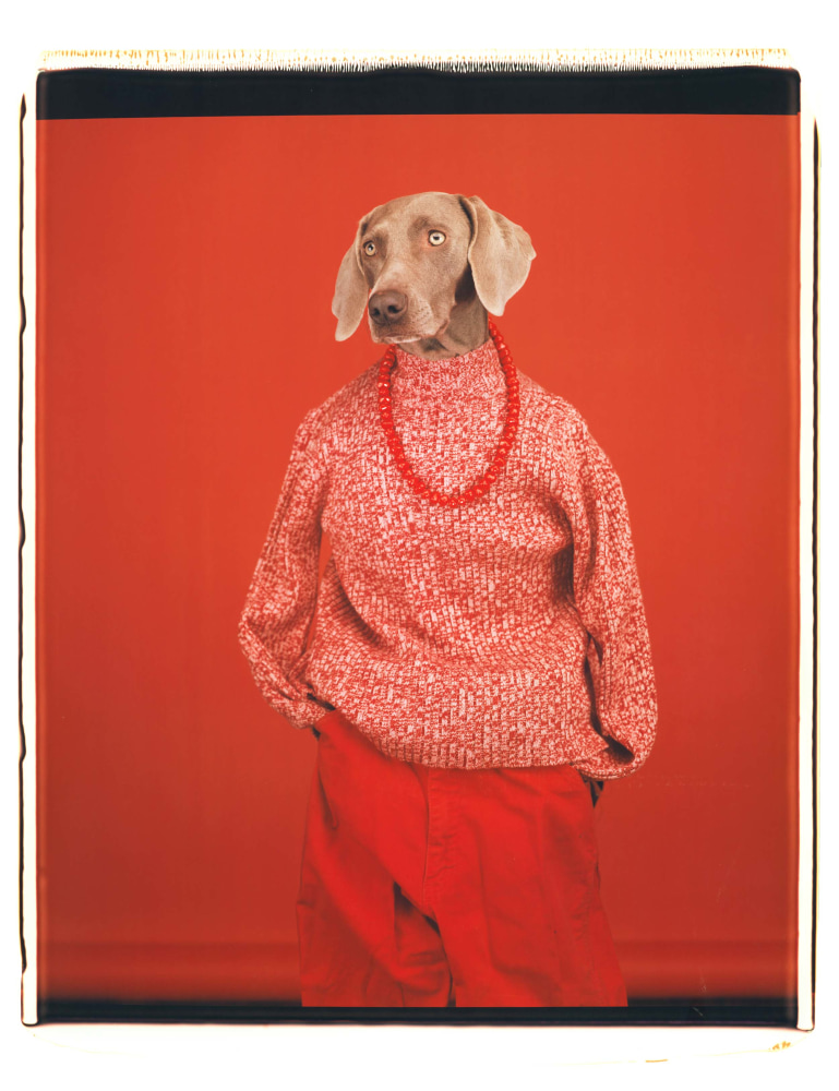 A dog in a red jumper with a bright red background