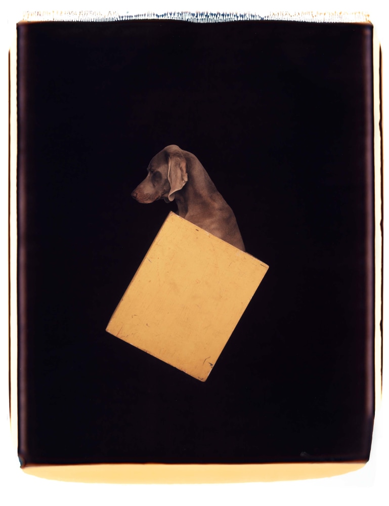 One of Wegman's weimaraners in profile in 1/3 view, with the rest of its body obscured by a block of yellow color, set against a stark black background