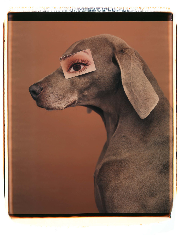 One of Wegman's weimaraners shown in a 1/2 profile with a square image of a human eye placed where the dog's eye would be, all against a neutral brown background.