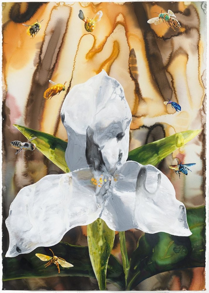 Alexis Rockman
Trillium, 2017
watercolor, ink and acrylic on paper
74 x 52 inches (188 x 132 cm)
SW 17349
