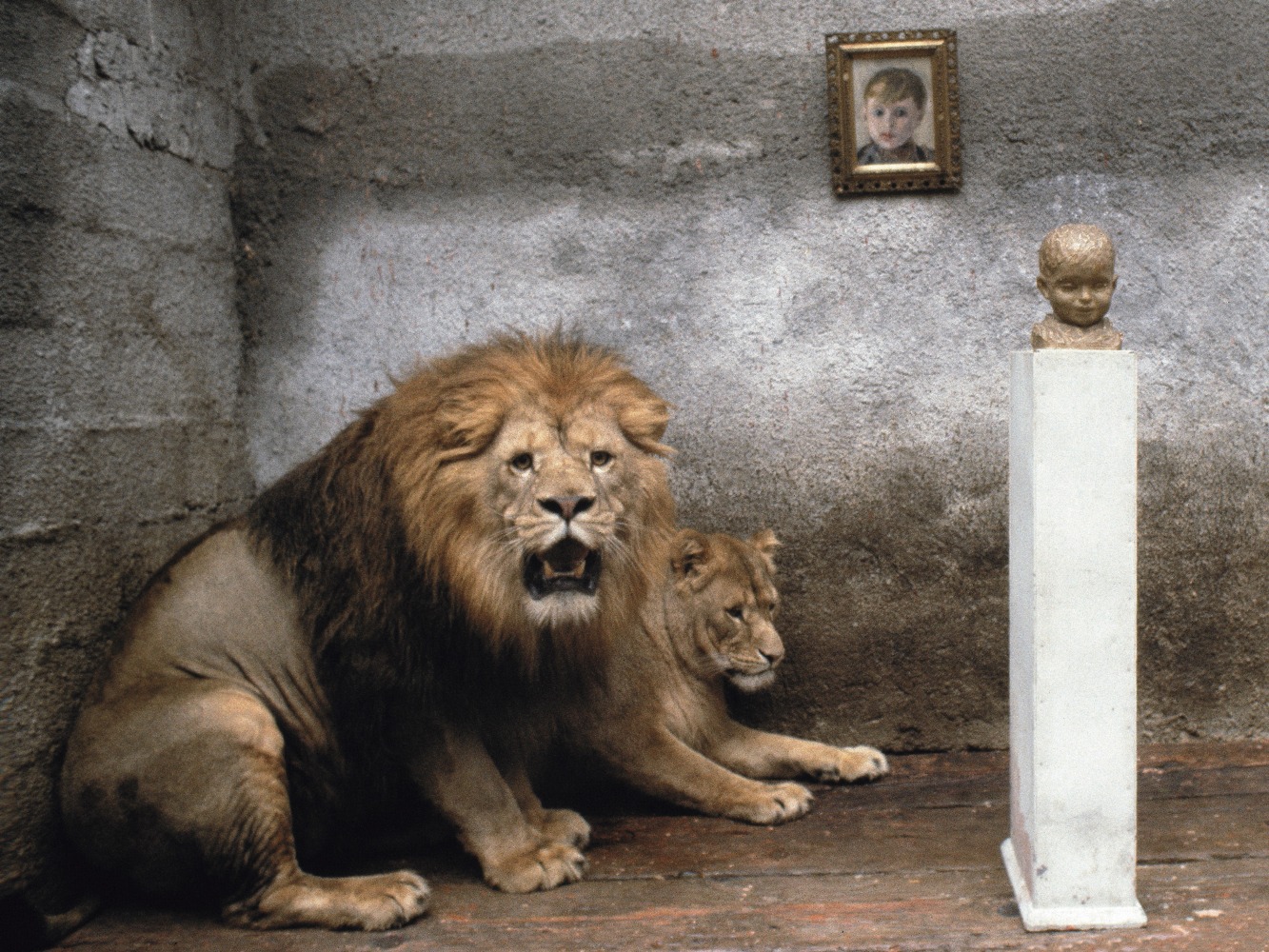 male and female lions next to a pedestal holding the bust of a child in a cement room