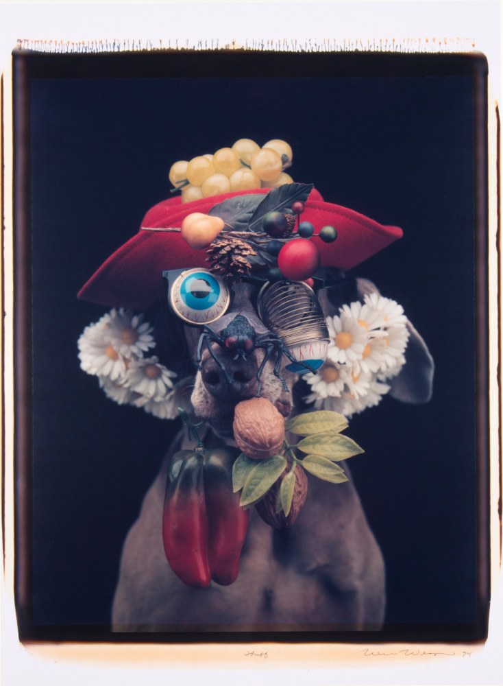 portrait of a Weimaraner dressed with a hat, daisies, fruit, vegetables and droopy eye spring glasses