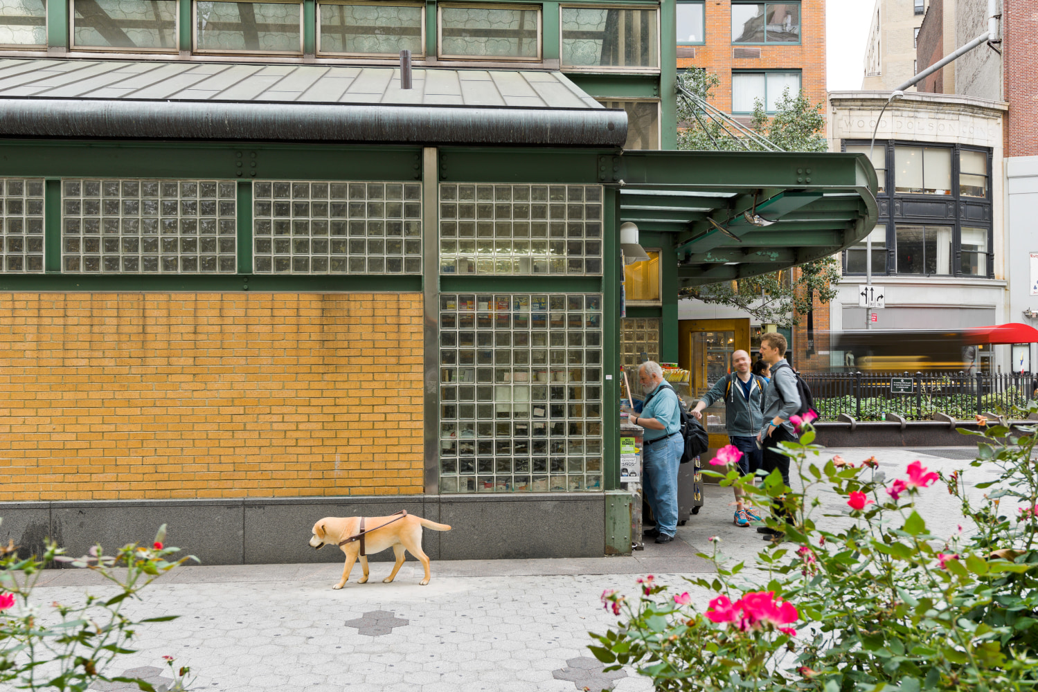Outdoor installation view of a hyper-realistic golden retriever walking outside of the West 72nd St. and Broadway subway station