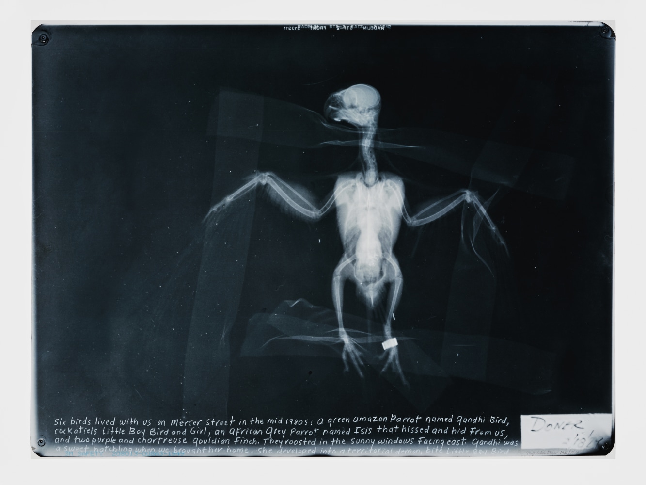 Six Birds Lived With Us, 1986
inkjet print on rag paper, ed. of 5 + 2AP

30&amp;nbsp;&amp;times; 40 in. / 76.2&amp;nbsp;&amp;times; 101.6 cm