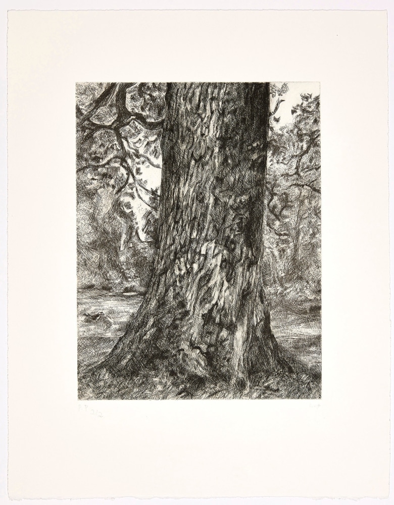 Lucian Freud

After Constable&amp;#39;s Elm, 2003

etching, ed. of 46

21 1/4 x 15 in. / 54 x 38.1 cm