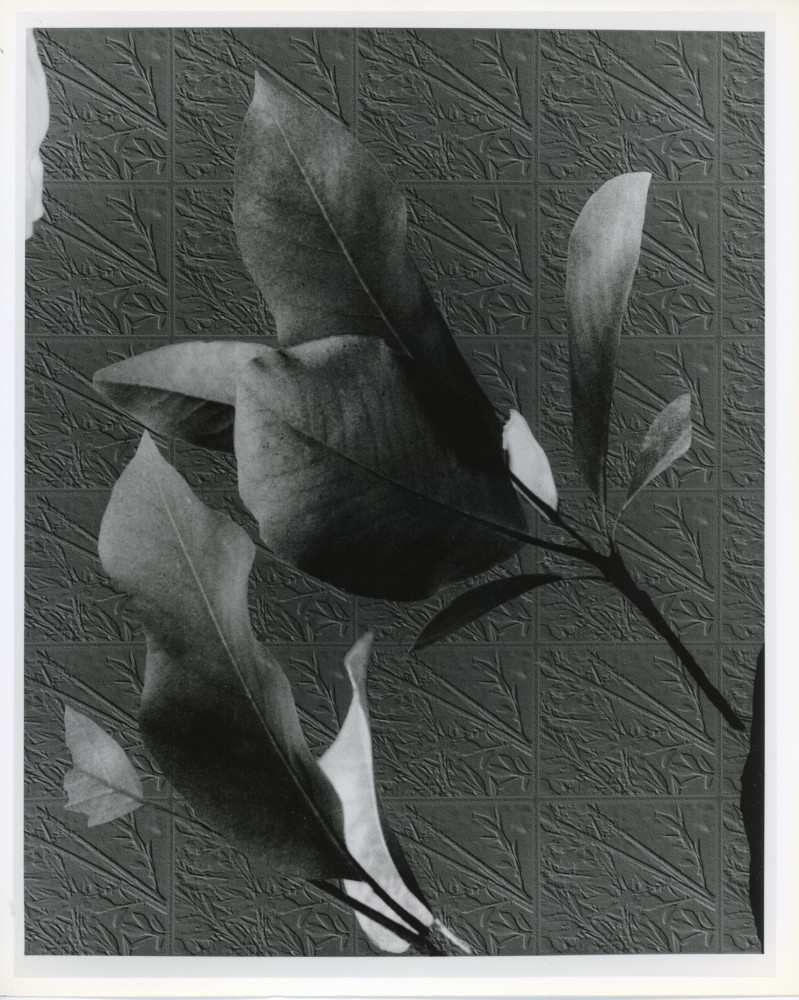 Peter Campus &quot;List&quot; 1991 Digital photograph 20&quot; x 24&quot; sheet