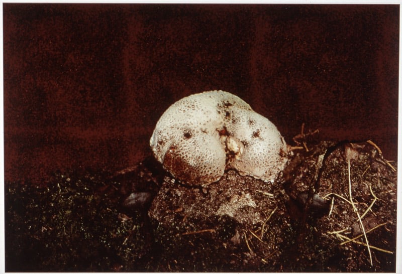 Peter Campus &quot;Mold&quot; 1993 Computer altered photograph 39 1/4&quot; x 56 3/4&quot;