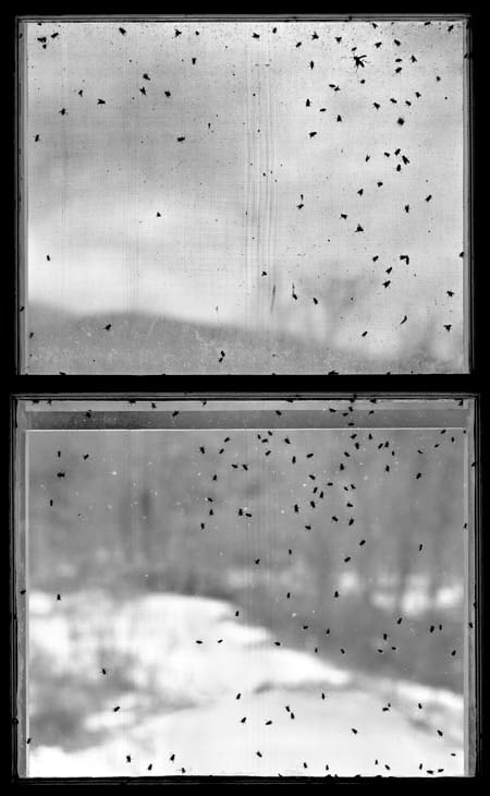 Bing Wright &quot;Bug Window 1&quot; 1989 Archival ink jet print 68 1/4 x 45 3/4 x 2 in.
