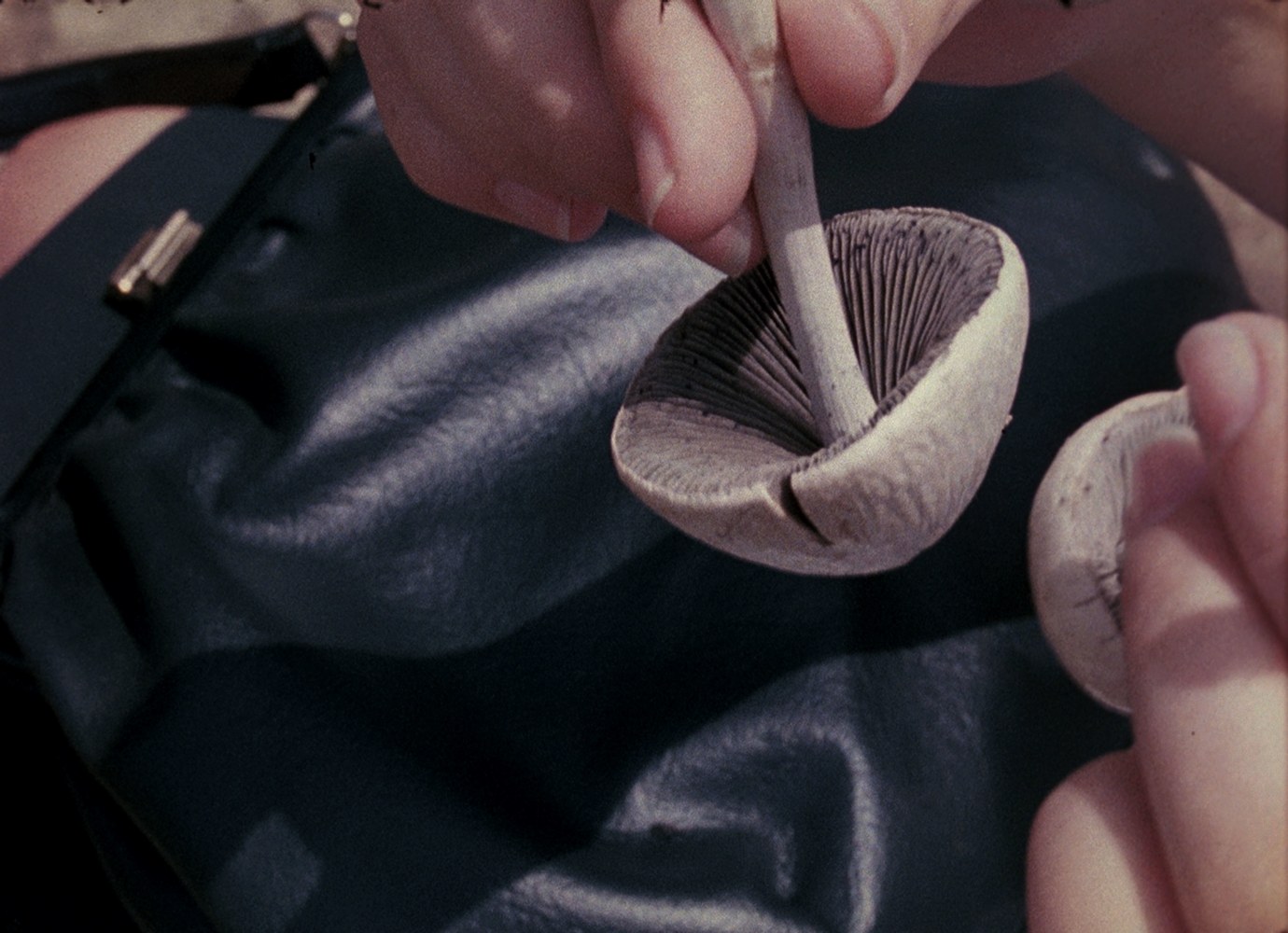 Bruce Conner LOOKING FOR MUSHROOMS, 1959-67/1996 16mm to 35mm optical blow-up, color, sound, 14.5min dimensions variable Edition of 6, 2 AP