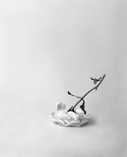 Bing Wright "Rose (Upside-Down) 1996-2006 Archival inkjet print 53 x 43 in.