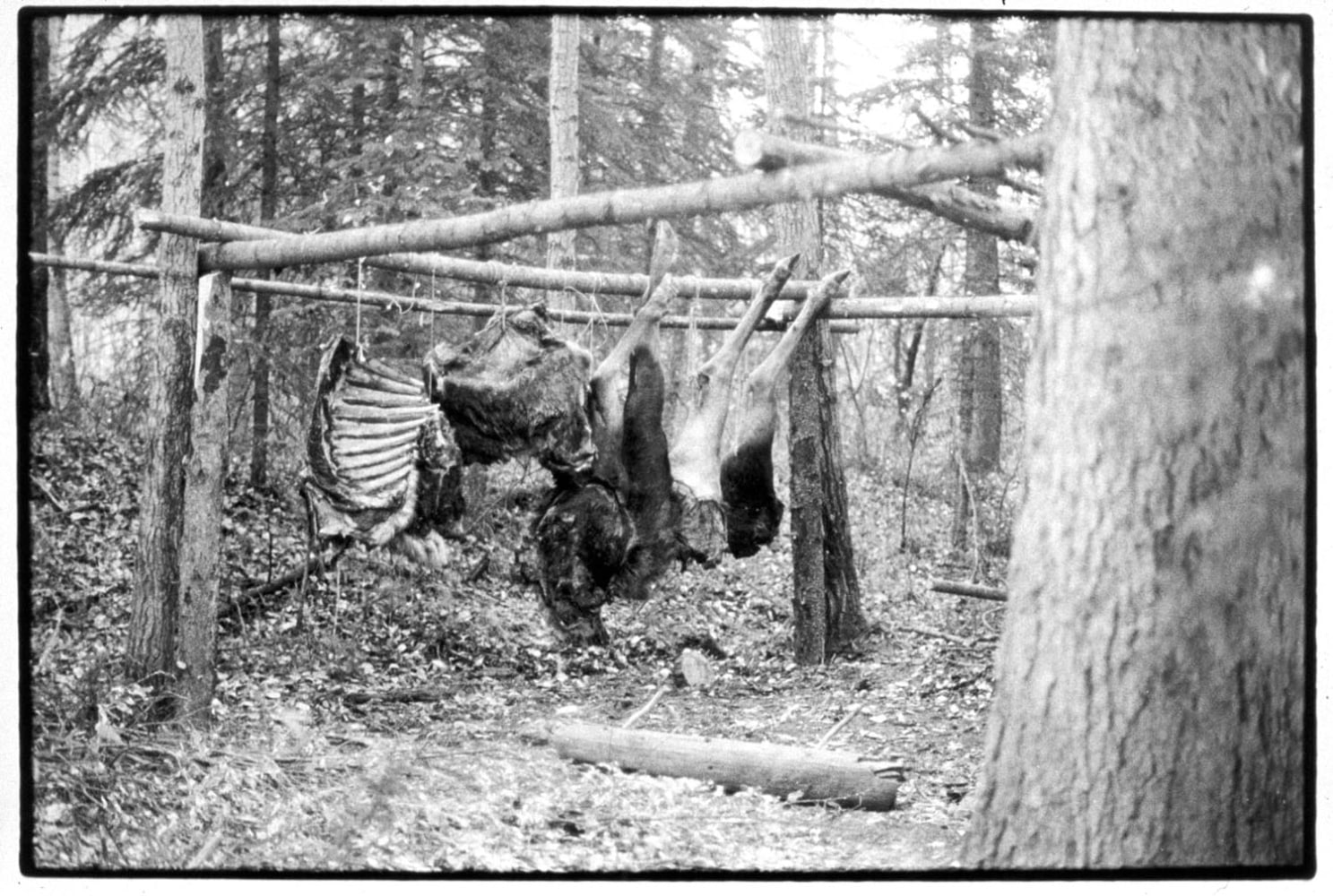Zoe Leonard "Charlie's Moose" 1995/98 Gelatin silver print 23" x 34 1/4"