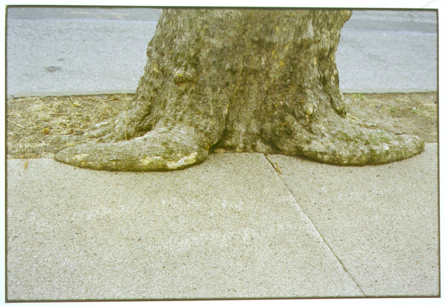 Zoe Leonard "Untitled" 2002 C-print 14 7/8 x 20 in.