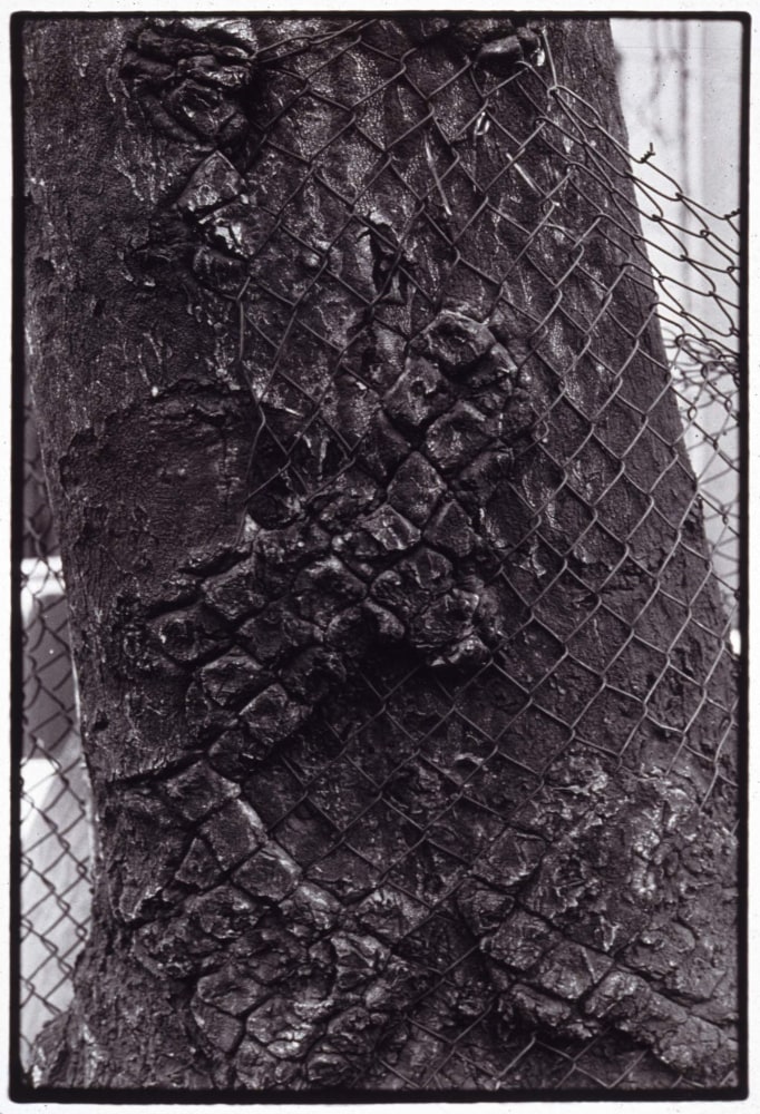 Zoe Leonard "Detail (Tree & fence)" 1998/99 Gelatin silver print 10 1/8" x 7 7/8"