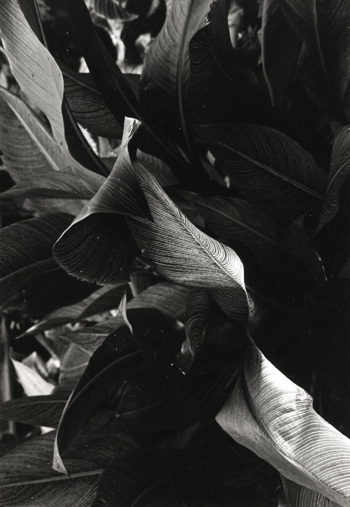 Jay DeFeo
Untitled, 1972
gelatin silver print
9 1/4 x 6 3/8 inches (23.5 x 16.2 cm)
© 2023 The Jay DeFeo Foundation/Artists Rights Society (ARS), New York.