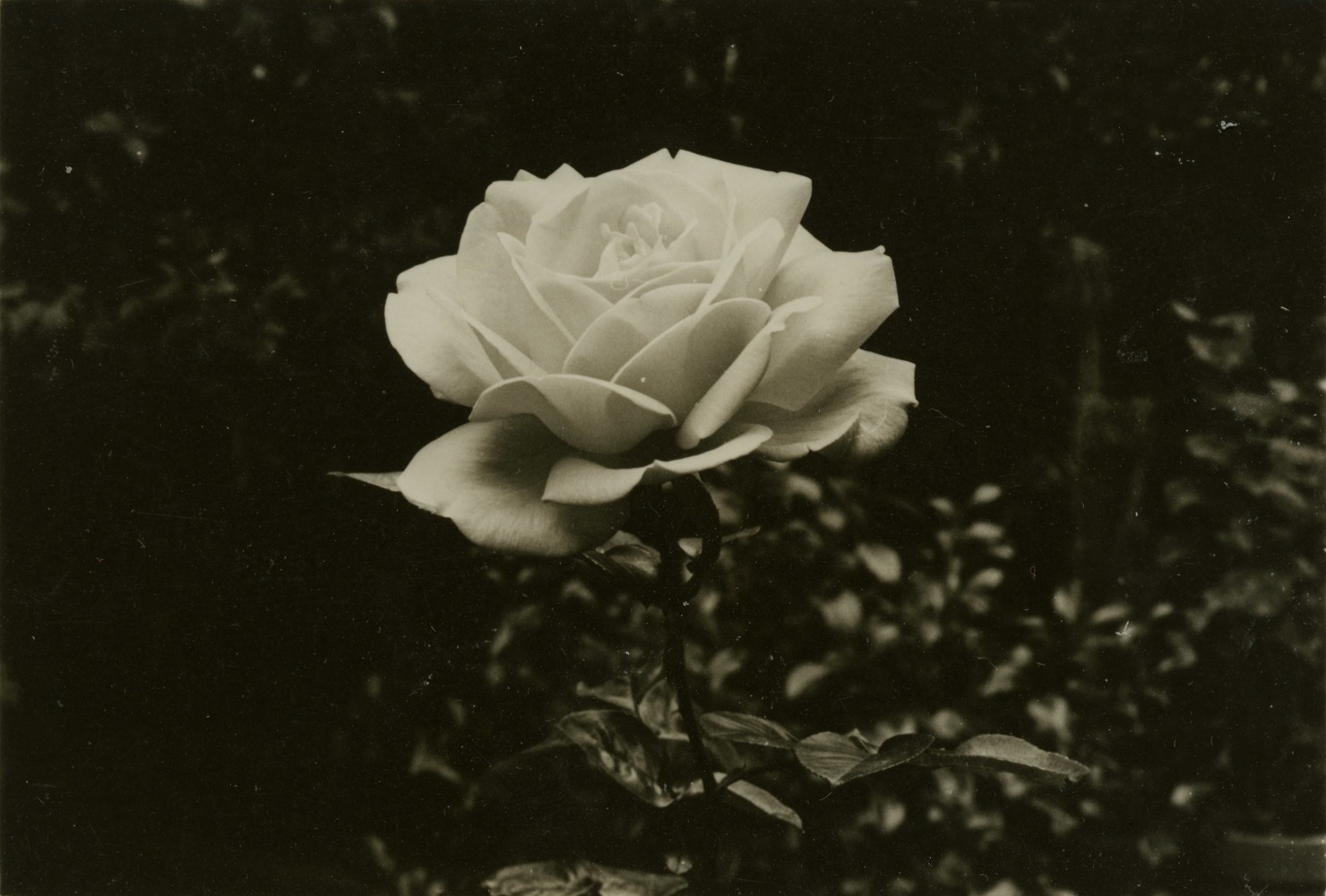 Jay DeFeo
Untitled, 1972
unique gelatin silver print
3 x 4 3/8 in. (7.6 x 11.1 cm)