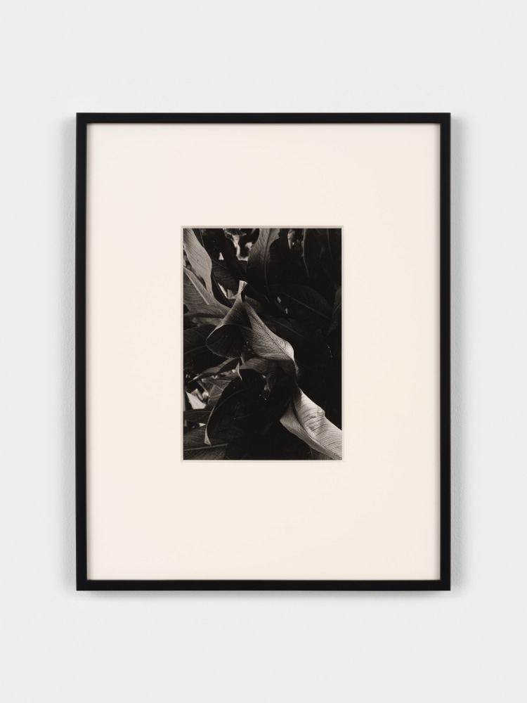 Jay DeFeo
Untitled, 1972
gelatin silver print
9 1/4 x 6 3/8 inches (23.5 x 16.2 cm)
frame: 18 1/2 x 14 1/2 x 1 1/4 in. (47 x 36.8 x 3.2 cm)