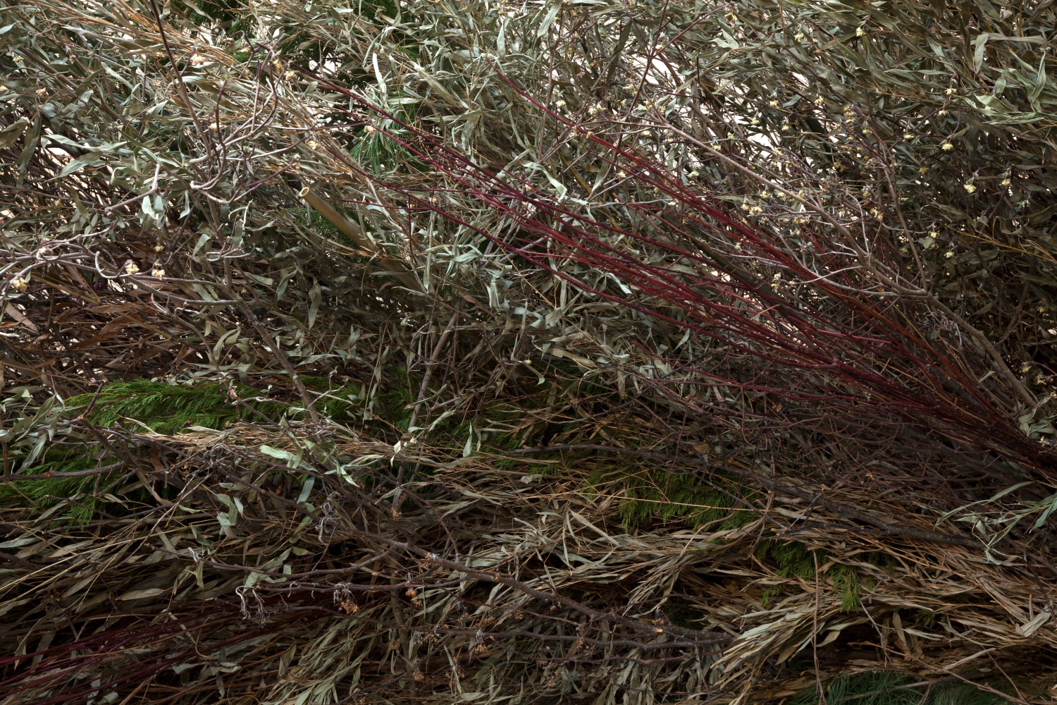 Stick Structure, (detail), 2016 various branches, twigs, and flowering plants (Bamboo, Privet, Magnolia grandiflora, Huizache, Lantana) approximately 74 x 244 inches in diameter (187.9 x 619.7 centimeters)