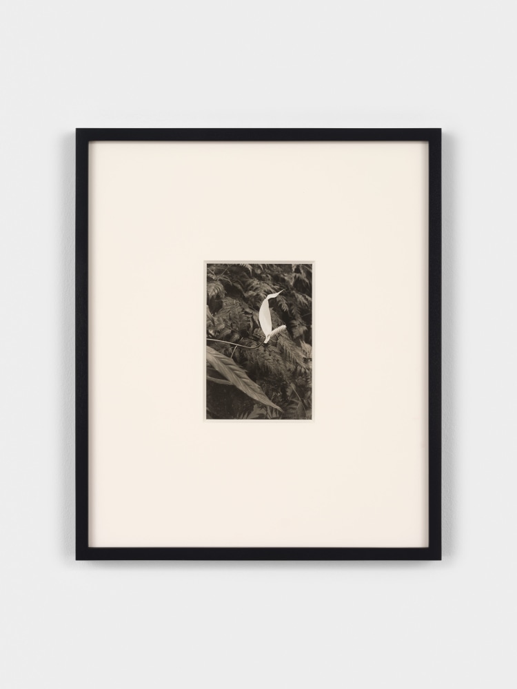 Jay DeFeo
Untitled, 1972
gelatin silver print
image: 6 1/4 x 4 1/4 inches (15.9 x 10.8 cm)
sheet: 6 7/8 x 5 3/8 inches (17.5 x 13.7 cm)
frame: 16 1/3 x 14 x 1 1/8 in. (41.5 x 35.6 x 2.9 cm)