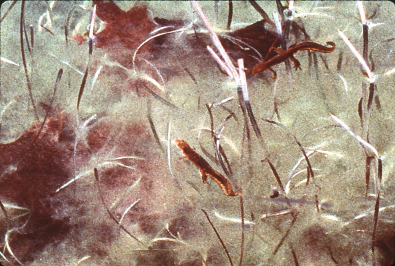 Peter Campus &quot;flutter&quot; 1993 Computer altered photograph 39 7/8&quot; x 62 3/4&quot;