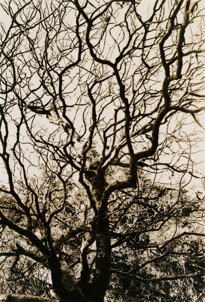 Jay DeFeo
Untitled, 1972
gelatin silver print
image: 4 1/8 x 2 inches (10.5 x 5.1 cm)
sheet: 5 x 3 3/4 inches (12.7 x 9.5 cm)
frame: 14 3/8 x 12 3/4 x 1 1/2 in. (36.5 x 32.4 x 3.8 cm)