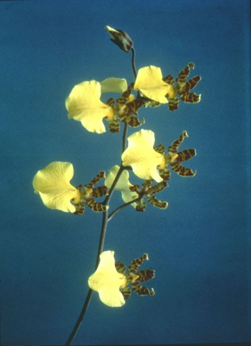 Sherrie Levine "Gottscho-Schleisner Orchids: 3" 1964-97 c-prints 18 x 20 in.