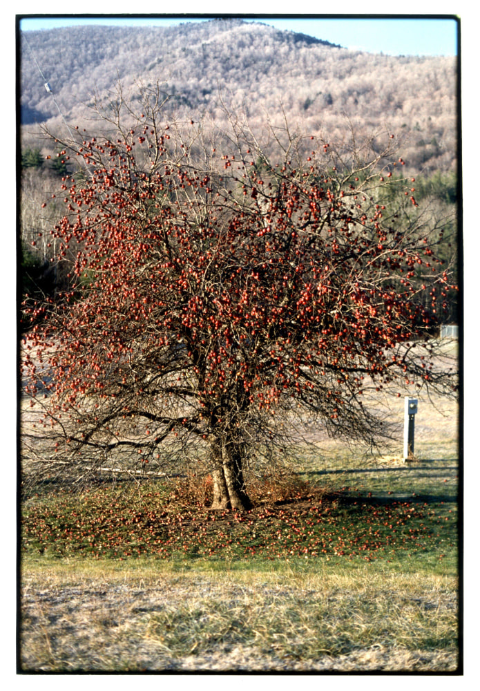Zoe Leonard "Red Apples" 2002 C-print 31 1/2 x 21 7/8 in.