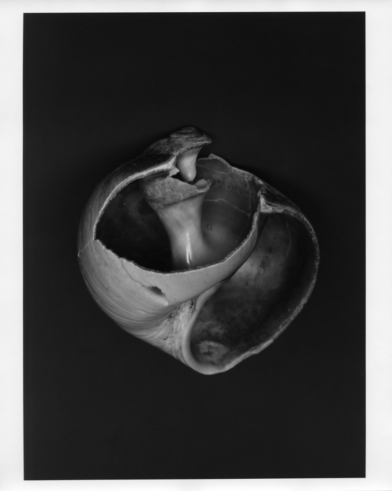 Peter Campus &quot;Moment&quot; 1988 Silverprint photograph 39 1/8&quot; x 29 5/8&quot;