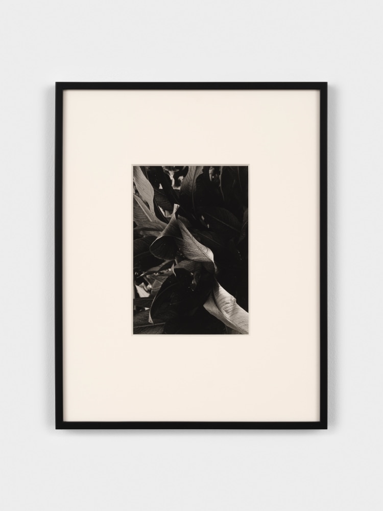 Jay DeFeo
Untitled, 1972
gelatin silver print
9 1/4 x 6 3/8 inches (23.5 x 16.2 cm)
© 2023 The Jay DeFeo Foundation/Artists Rights Society (ARS), New York.
Photo: Steven Probert