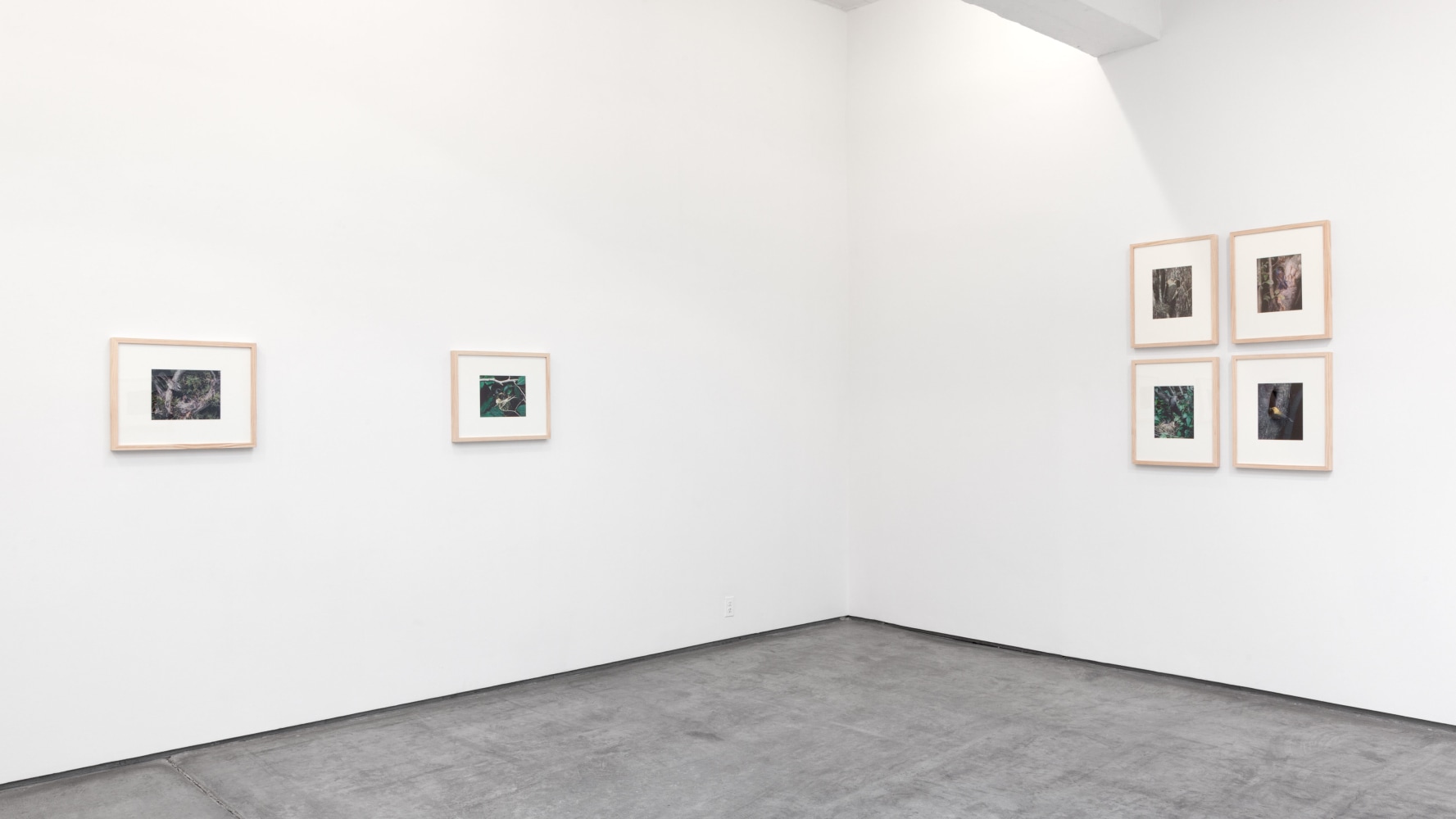Installation view, Eliot Porter, Curated by Jack Macrae and Kristoffer Haynes, July 3 – August 16, 2013
