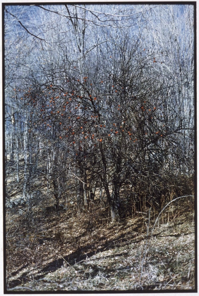 Zoe Leonard "Untitled" 1995/98 Dye transfer print 19 1/4" x 12 3/4"