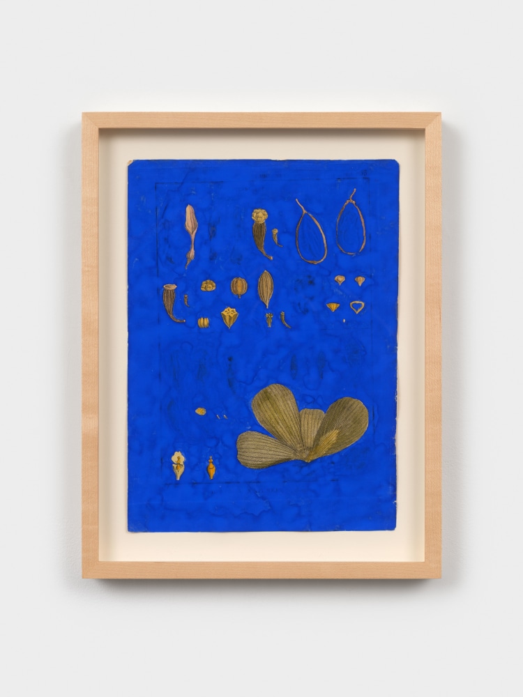 Terry Adkins After Bonnaterre 5, 2013 gouache on botanical engraving 11 1/4 x 8 in. (28.6 x 20.3 cm) frame: 13 3/4 x 10 1/8 x 1 1/4 in. (34.9 x 25.7 x 3.2 cm)