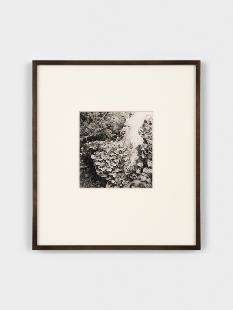 Jay DeFeo Untitled, 1973 gelatin silver print image: 7 1/16 x 7 1/32 inches (17.9 x 17.9 cm) sheet: 10 x 8 inches (25.4 x 20.3 cm) frame: 17 1/2  x 15 1/2 x 1 1/8 in. (44.5 x 39.4 x 2.9 cm)