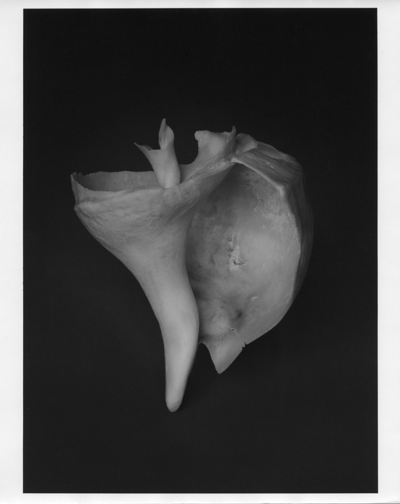 Peter Campus &quot;Siren&quot; 1988 Silverprint photograph 39 1/8&quot; x 29 3/4&quot;