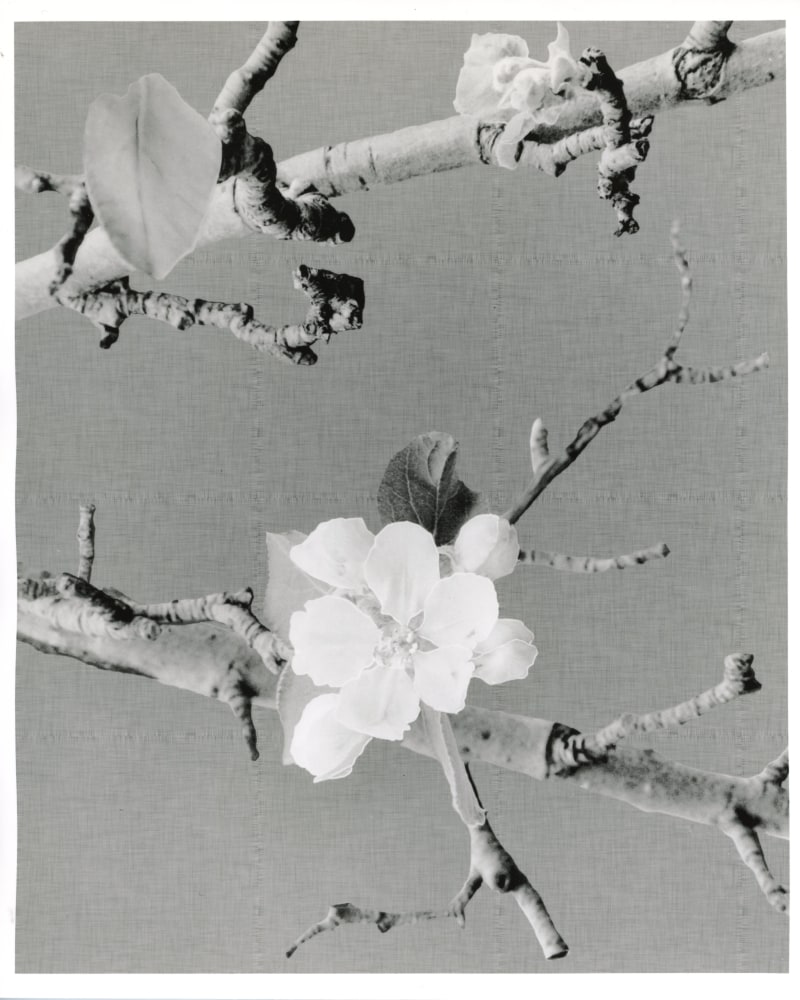 Peter Campus &quot;Wreath (for Hilda)&quot; 1991 Digital photograph 20&quot; x 24&quot; Sheet