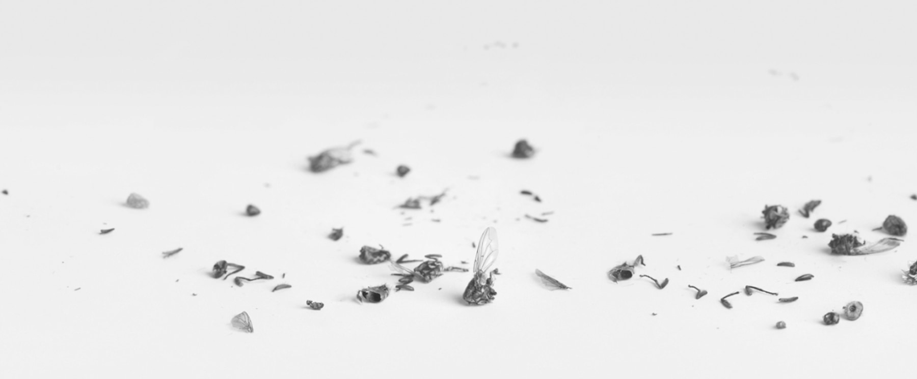 Bing Wright Fly Disaster Scroll, 2010 (detail) silk and archival inkjet print mounted on paper in a camphor box scroll: 12 1/2 x 257 in. (31.8 x 652.8 cm), scroll box: 4 1/4 x 4 1/4 x 15 3/4 in. (10.8 x 10.8 x 40 cm) Edition of 2, 1 AP